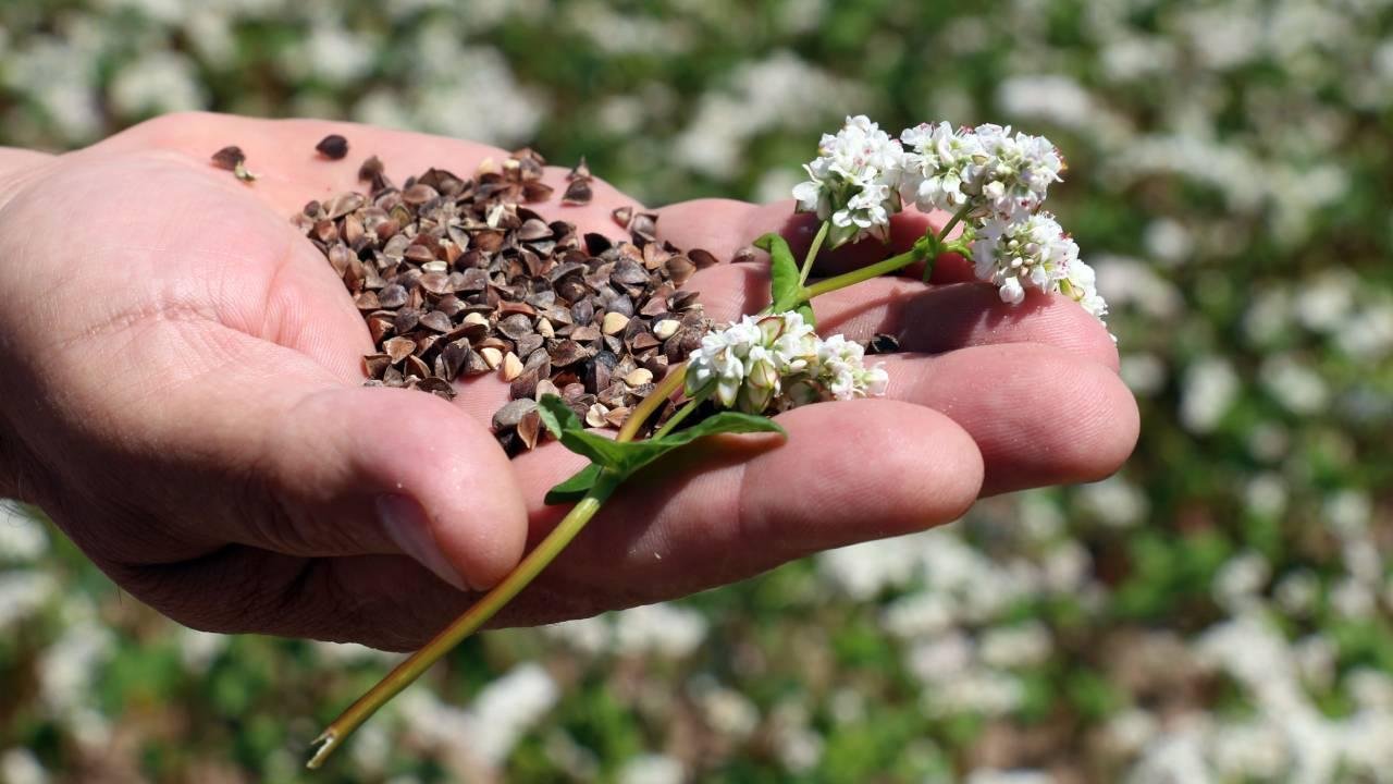 You are currently viewing Fidanten Tarım