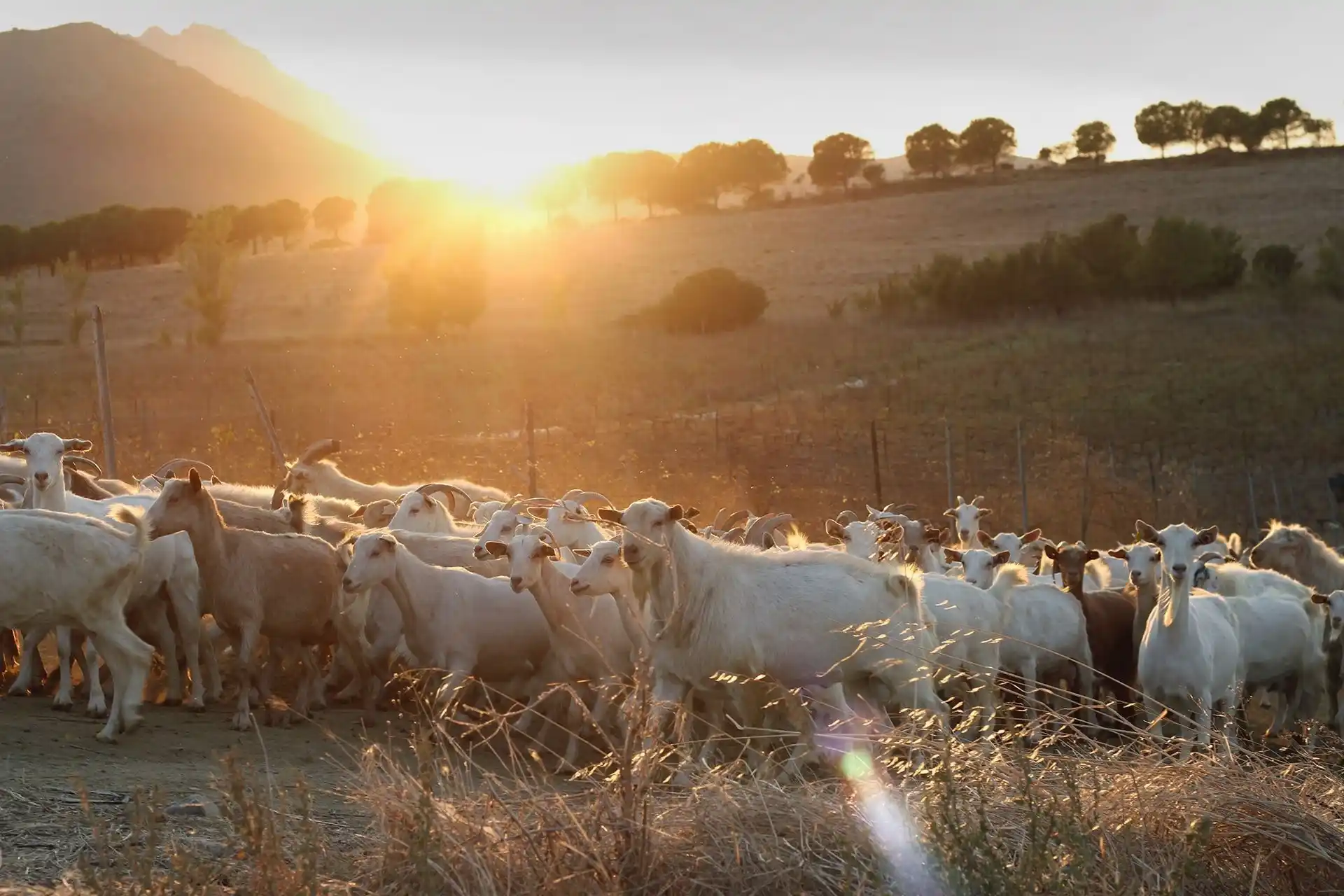You are currently viewing Kırsal Kalkınma Yatırımlarını Destekleme Programı (KKYDP) Hibe Programı Yayınlandı